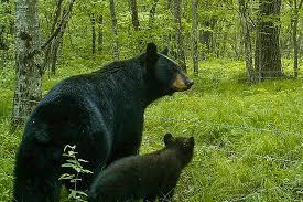 Photo of bear and cub