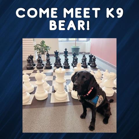 black lab sits next to giant chess board, come meet k9 bear