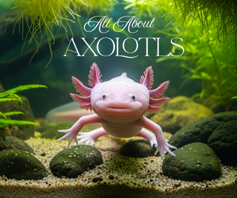 Axolotl in tank