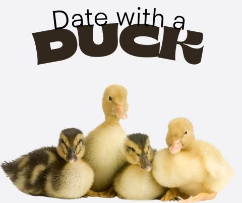 Ducklings in a group