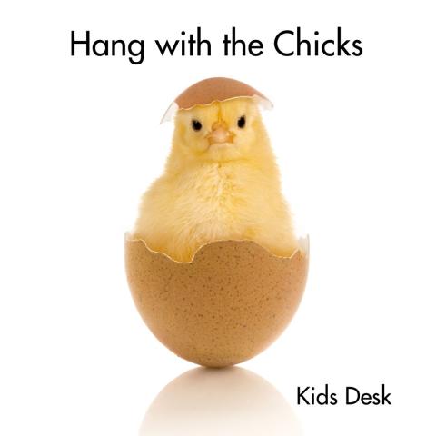 Chick hatching from an egg photo