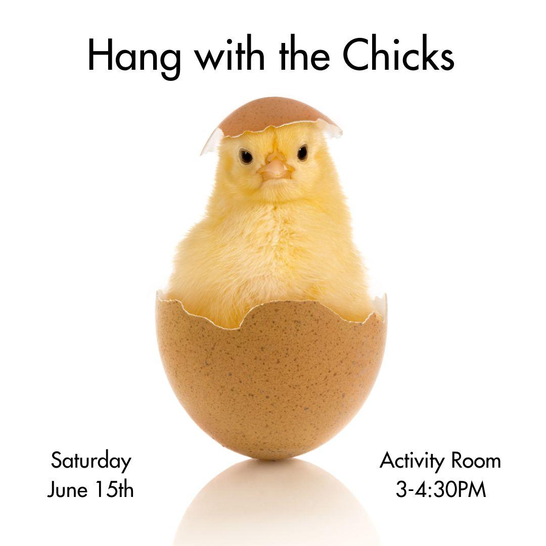 Chick hatching from an egg photo plus event information